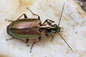 agonum-marginatum2-foto-koehler