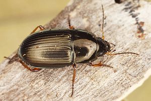 amara-familiaris-foto-dvorak