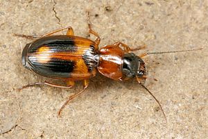 badister-bullatus2-foto-koehler