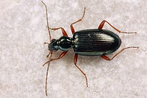 bembidion-fulvipes2-foto-koehler