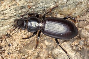 broscus-cephalotes3-foto-koehler