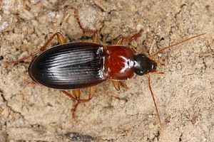 calathus-cinctus4-foto-koehler