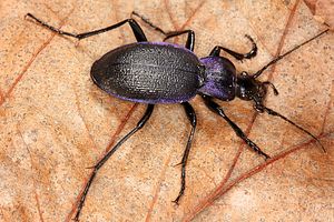 carabus-problematicus3-foto-koehler