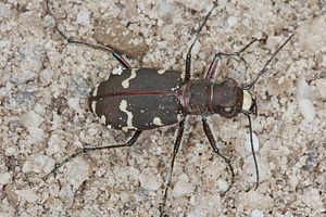 cicindela-hybrida-transversalis3-foto-koehler