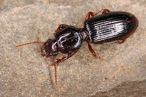 clivina-fossor5-foto-koehler