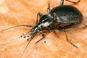 cychrus-attenuatus-foto-koehler