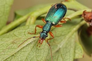 drypta-dentata5-foto-koehler