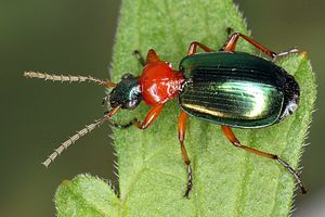 lebia-chlorocephala4-foto-koehler