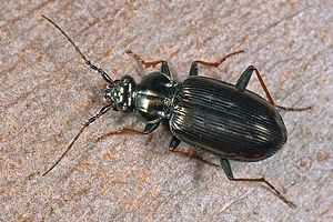 loricera-pilicornis-foto-dewilde