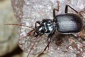 nebria-kratteri2-foto-fjkoehler