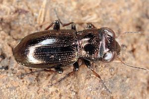 notiophilus-palustris4-foto-koehler