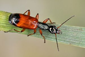 odacantha-melanura6-foto-koehler