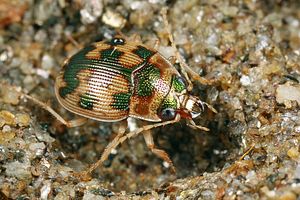 omophron-limbatum5-foto-koehler