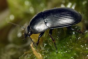 oodes-helopioides3-foto-koehler