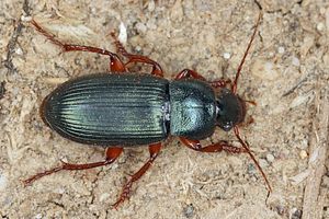 ophonus-laticollis5-foto-koehler