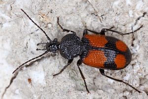 panagaeus-bipustulatus2-foto-koehler