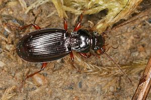 patrobus-atrorufus-foto-koehler