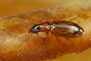 perigona-nigriceps-foto-koehler