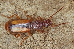 polystichus-connexus-foto-koehler