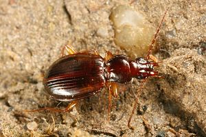 trechus-schatzmayri-foto-fjkoehler