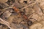 abax-larvae-formica-polyctena-foto-suvak