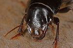 acinopus-megacephalus-detail-foto-hense