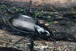 agonum-emarginatum-foto-faasen