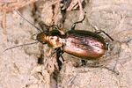 agonum-ericeti-foto-koehler