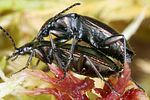 agonum-ericeti-paar-foto-koehler