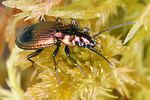 agonum-ericeti2-foto-koehler