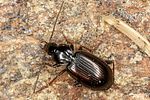 agonum-fuliginosum-foto-altmann