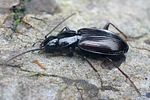 agonum-fuliginosum-foto-faasen