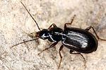 agonum-fuliginosum-foto-fiala