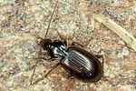 agonum-fuliginosum2-foto-altmann
