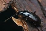 agonum-fuliginosum2-foto-faasen
