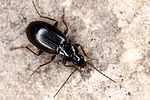 agonum-fuliginosum2-foto-fiala