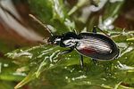 agonum-fuliginosum2-foto-koehler