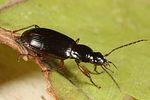 agonum-fuliginosum3-foto-altmann
