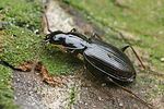 agonum-fuliginosum3-foto-faasen