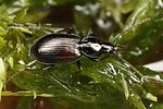 agonum-fuliginosum3-foto-koehler