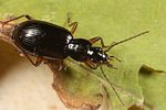agonum-fuliginosum4-foto-altmann