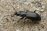 agonum-fuliginosum4-foto-faasen