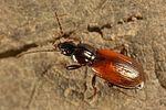 agonum-fuliginosum5-foto-koehler