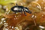 agonum-gracile-foto-koehler