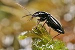 agonum-gracile2-foto-koehler