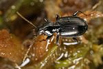 agonum-gracile3-foto-koehler