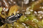 agonum-gracile4-foto-koehler