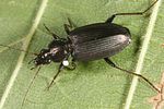 agonum-gracilipes-foto-altmann