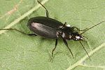 agonum-gracilipes2-foto-altmann