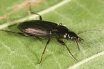 agonum-gracilipes3-foto-altmann